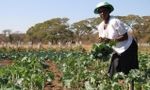 FAO-DangarandoveCommunityGarden-Zimbabwe.jpg